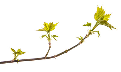 maple tree branch with young green leaves. isolated on white background