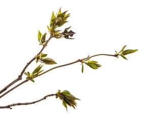 branch of lilac bush with young green leaves. isolated on white background