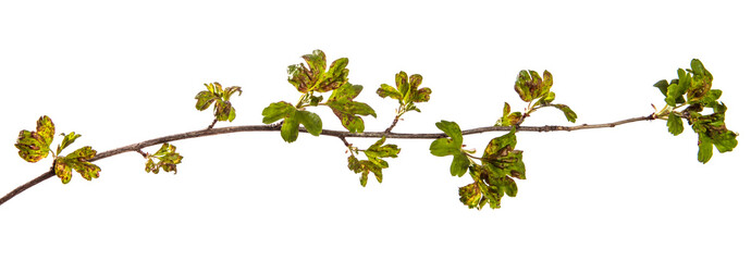branch currant bush with leaves affected by the disease. isolated on white background