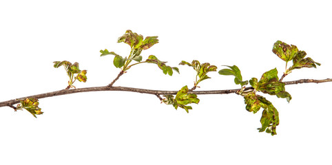 branch currant bush with leaves affected by the disease. isolated on white background