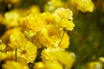 Spring time. Close up view of Ranunculus flowers in a field aka buttercup flower, blooms in vibrant warm yellow color