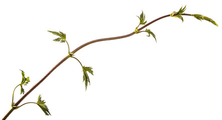 Green leaves of a climbing plant with a vine. isolated on white background