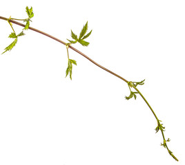 Green leaves of a climbing plant with a vine. isolated on white background