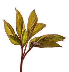 young sprouts peony flowers. isolated on white background