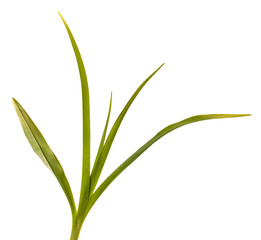 young sprouts of daylily flowers. green leaves. isolated on white background