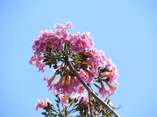 flowers and blue sky