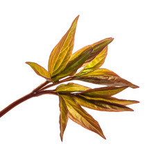 young sprouts peony flowers. isolated on white background
