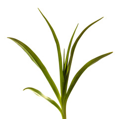 young sprouts of daylily flowers. green leaves. isolated on white background