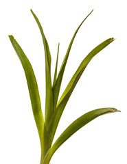 young sprouts of daylily flowers. green leaves. isolated on white background