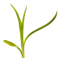 young sprouts of daylily flowers. green leaves. isolated on white background