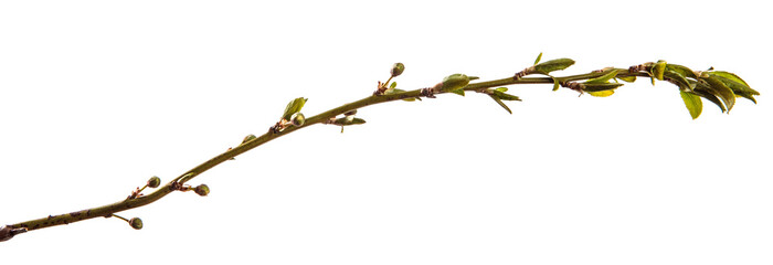 branch of the plum tree. green young leaves. isolated on white background