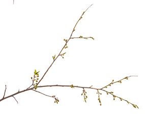 branch of the plum tree. green young leaves. isolated on white background