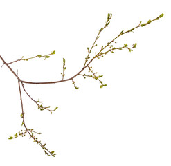 branch of the plum tree. green young leaves. isolated on white background