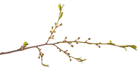 branch of the plum tree. green young leaves. isolated on white background