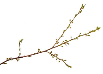 Fototapeta premium branch of the plum tree. green young leaves. isolated on white background