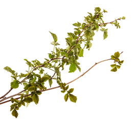raspberry bush with young green leaves. isolated on white background