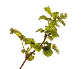 raspberry bush with young green leaves. isolated on white background