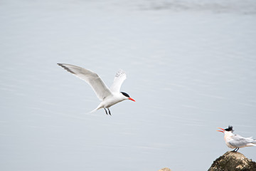 Spent a morning watching all the waterfoul go about their waterfoul business