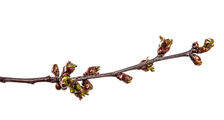 branch of cherry tree with swollen buds blooming. isolated on white background