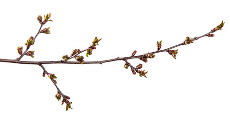branch of cherry tree with swollen buds blooming. isolated on white background