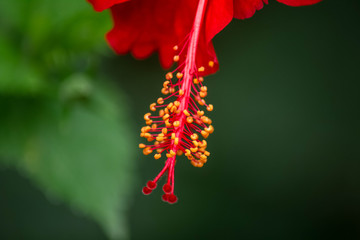 red flower Hibiscus