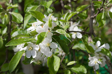 blooming apple tree branches