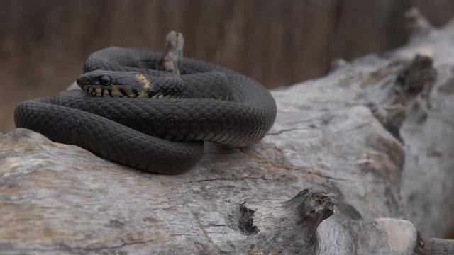 Close-up of the snake in the sun