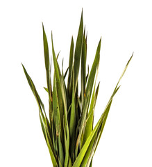 bunch of young green grass. isolated on white background