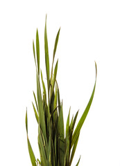 Fototapeta premium bunch of young green grass. isolated on white background