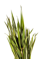 bunch of young green grass. isolated on white background