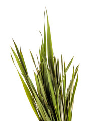 bunch of young green grass. isolated on white background