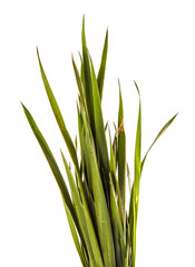 bunch of young green grass. isolated on white background