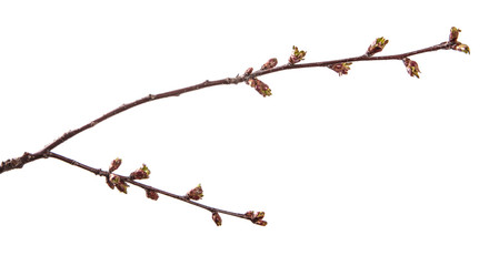 Obraz premium branch of cherry tree with swollen buds blooming. isolated on white background