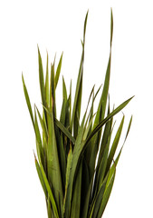 bunch of young green grass. isolated on white background