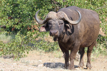 Obraz premium Kaffernbüffel / Buffalo / Syncerus caffer