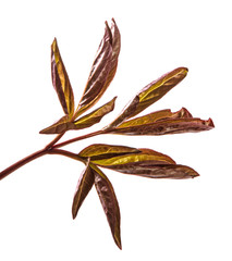 young sprouts peony flowers. isolated on white background