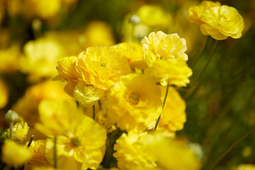 Close up view of Ranunculus flowers in a field aka buttercup flower, blooms in vibrant warm yellow color . Spring time. Copy space