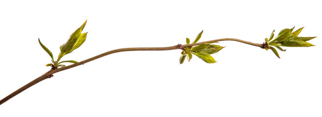 branch of lilac bush with young green leaves. isolated on white background
