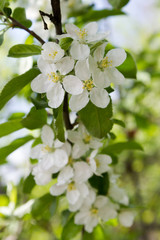 apple blossom in spring