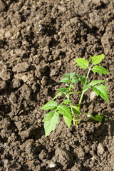 planting tomato seedlings in the soil