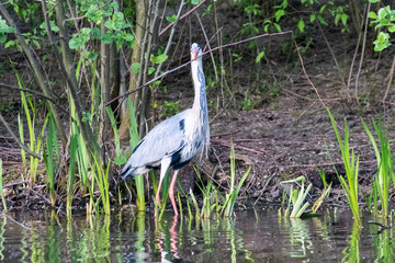 Graureiher mit Nistmaterial im Schnabel für seinen Nestbau und die Partnersuche