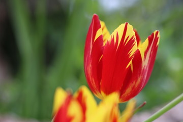 Fototapeta premium Hintergrund Frühling - seltene Tulpe FIRE WINGS mit Textfreiraum