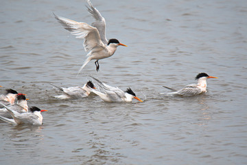 Spent a morning watching all the waterfoul go about their waterfoul business