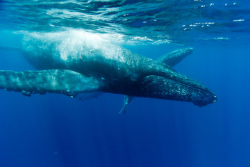 小笠原の青い海を泳ぐザトウクジラの親子