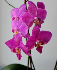 Delicate and refined flower - the Orchid!