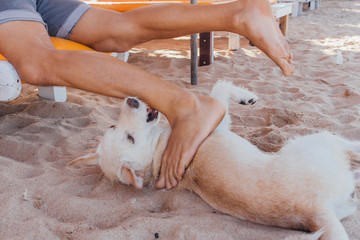 Dog playing with legs of a man laying on the sunbed. Dog trying to bite the feet of a man on the beach