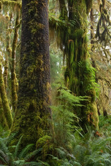Spruce (foreground) and Big Leaf Maple (background), Bogachiel Valley, Olympic National Forest, Washington