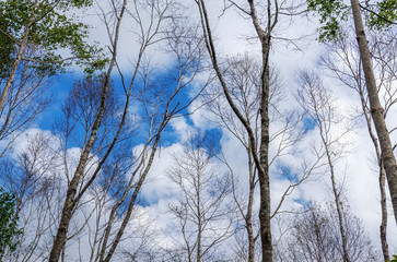 Fototapeta na wymiar Group of tree branches against on blue sky and clouds in daytime