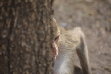 Monkey behind a tree