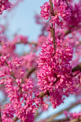 The branch of the Judean tree in bloom